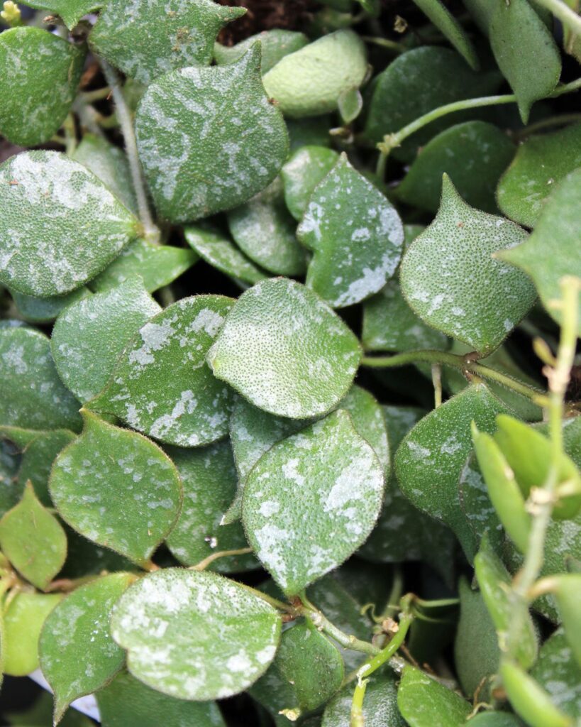 hoya curtisii houseplant detail image of speckled foliage