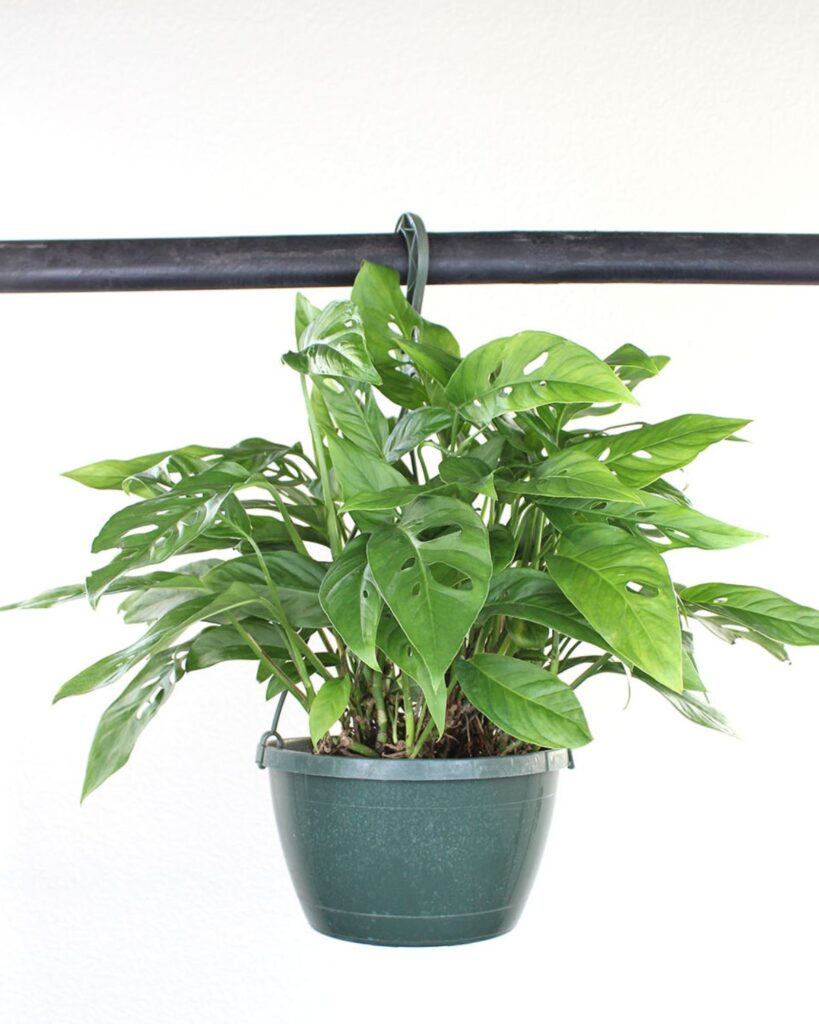 monstera adansonii in hanging basket from city floral greenhouse denver