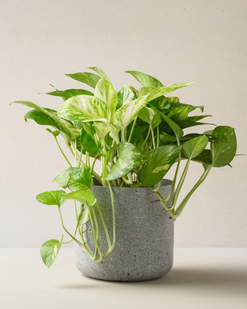pothos houseplant in concrete planter