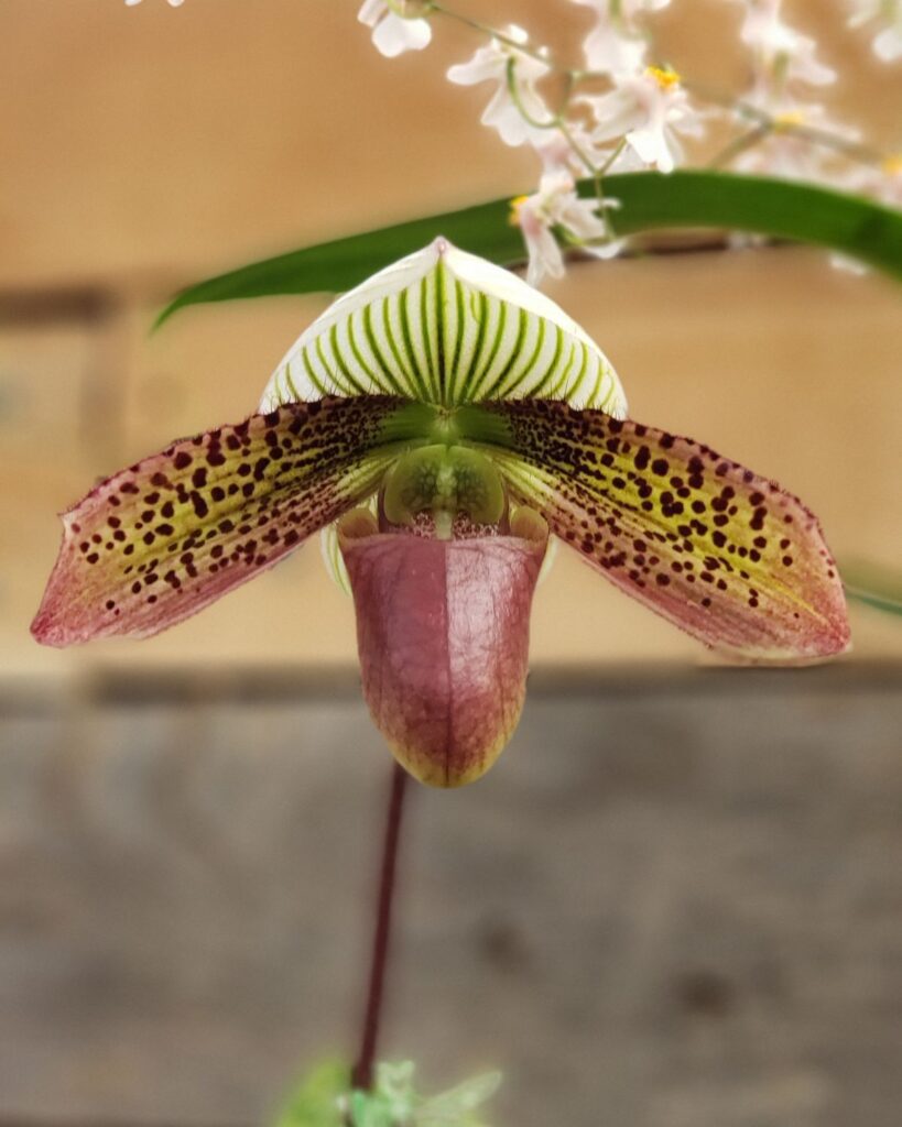 orchid flowering at city floral greenhouse and garden center in denver