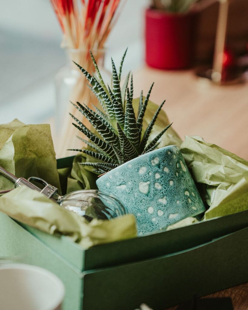 haworthia houseplant in small blue pot in gift set