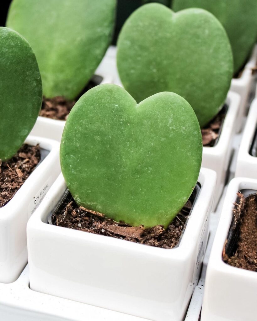 hoya hearts in small white pots for valentines day city floral greenhouse denver colorado
