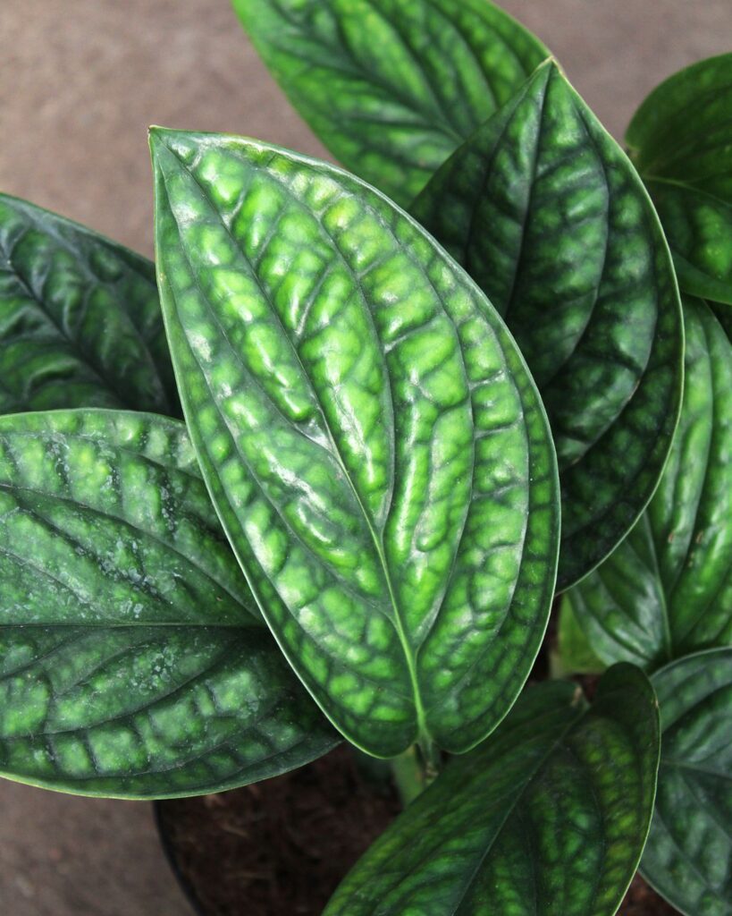monstera peru leaf detail from city floral garden center denver
