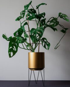 monstera esqueleto houseplant in raised gold planter