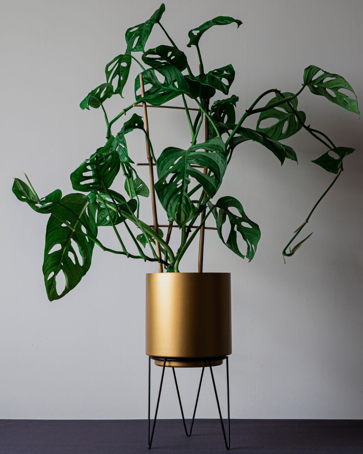 monstera esqueleto houseplant in raised gold planter