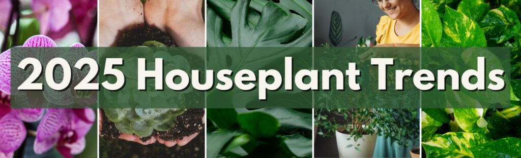 2025 houseplant trends