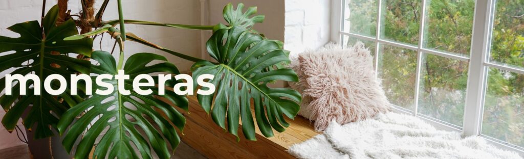 monstera is the houseplant of the year for 2025 by national garden bureau