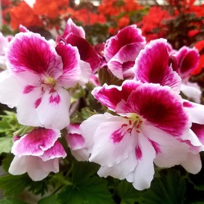 Pink and white geranium variety | City Floral Garden Center - Denver