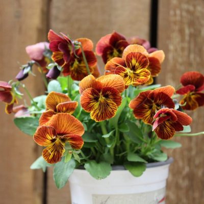 Red and orange pansy porch pot | City Floral Garden Center - Denver