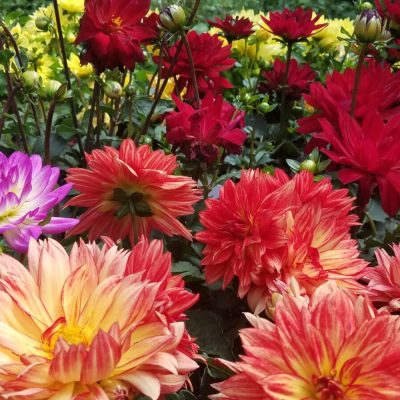 Red, pink, yellow and orange dahlias | City Floral Garden Center - Denver
