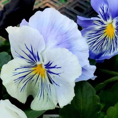 Beautiful white and blue pansy | City Floral Garden Center