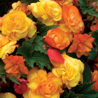 Fragrant Falls Orange and Yellow Begonia | City Floral Garden Center - Denver