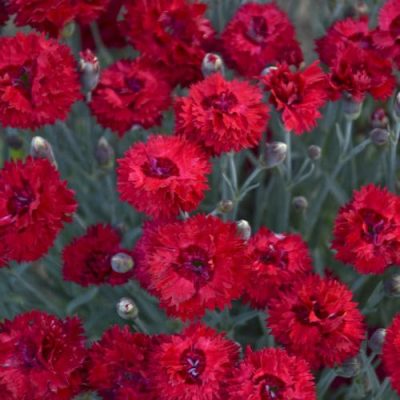 Red Dianthus Perennial | City Floral Garden Center