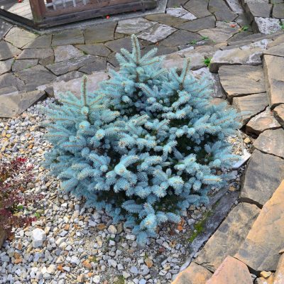 Dwarf slow-growing blue spruce | City Floral Garden Center - Denver