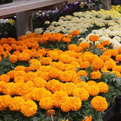 Blooming orange, white and yellow marigold flowers | City Flower Garden Center - Denver