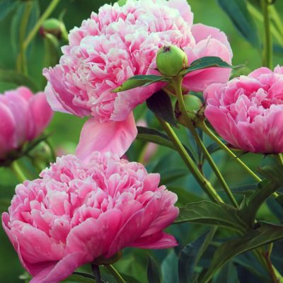 Pink Peony Perennial | City Floral Garden Center - Denver