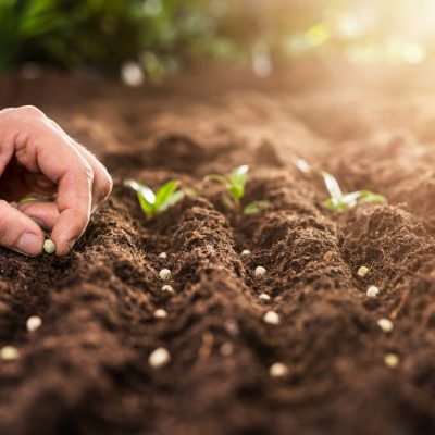 Farmer's Hand Planting Seeds In Soil | City Floral Garden Center - Denver