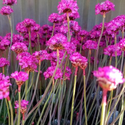 Pink Armenia | City Floral Garden Center - Denver