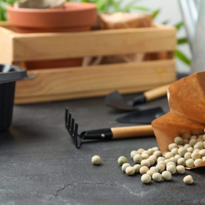 Raw dry peas, gardening tools and wooden crate on black table | City Floral Garden Center - Denver