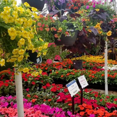 Summer annuals in the greenhouse | City Floral Garden Center - Denver