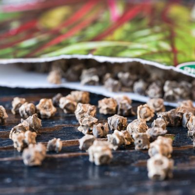 Swiss chard seeds spill out of a packet on a black table | City Floral Garden Center - Denver