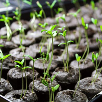Tomato seedling being started in soil pellets.