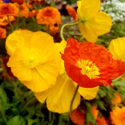 Yellow and orange flowers | City Floral Garden Center - Denver