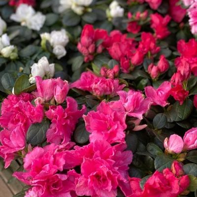 Pink Azeleas | City Floral Garden Center | Indoor Blooming