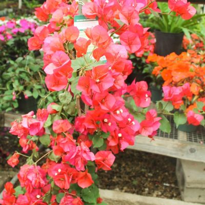 Bright pink bougainvillea vine | City Floral Garden Center - Denver