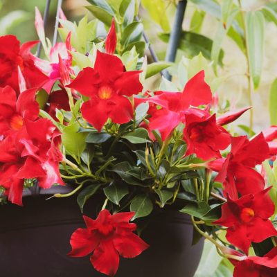 Bright red mandevilla vine in hanging basket | City Floral Garden Center