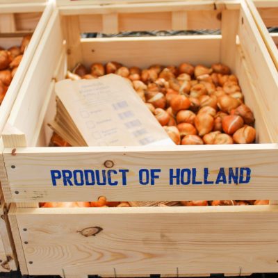 Bulk bulbs in a crate | City Floral Garden Center-Denver