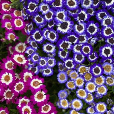 Blue and Purple Cinararia |City Floral Garden Center | Indoor Blooming