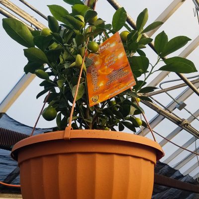 Citrus hanging basket | City Floral Garden Center - Denver