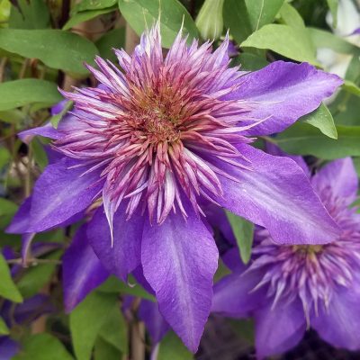 Purple Clematis | City Floral Garden Center - Denver