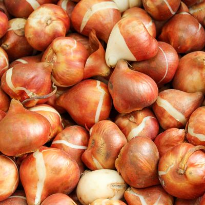 Bulk bulbs | City Floral Garden Center - Denver