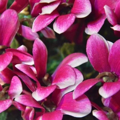 Pink Cyclamen | City Floral Garden Center | Indoor Blooming