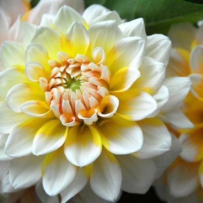 Yellow Dahlias | City Floral Garden Center | Indoor Blooming