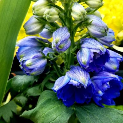 Blue Delphinium | City Floral Garden Center - Denver