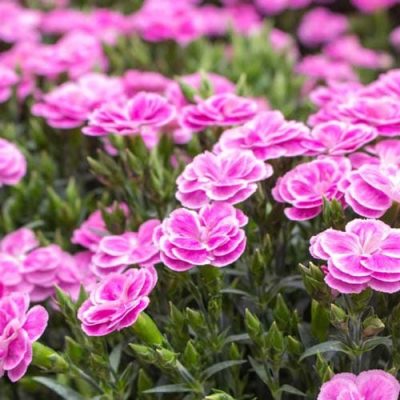 Pink Carnations | City Floral Garden Center | Indoor Blooming