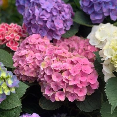 Pink, Purple, White Hydrangeas | City Floral Garden Center - Denver