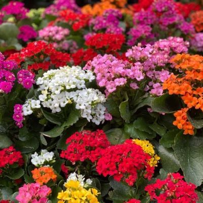 Various Kalanchoe | City Floral Garden Center | Indoor Blooming