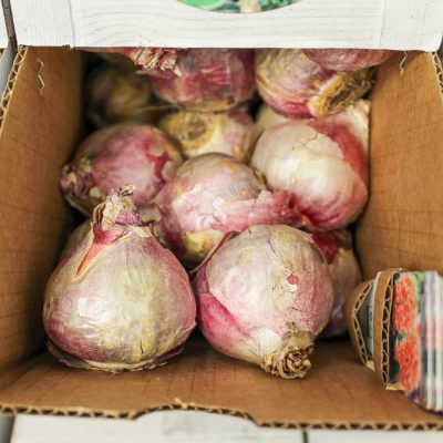 Bulk bulbs | City Floral Garden Center - Denver