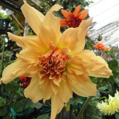Large orange annual flower | City Floral Garden Center - Denver