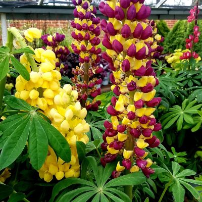 Yellow and Red Lupin | City Floral Garden Center - Denver