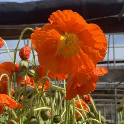 Orange poppy perennial | City Floral Garden Center - Denver