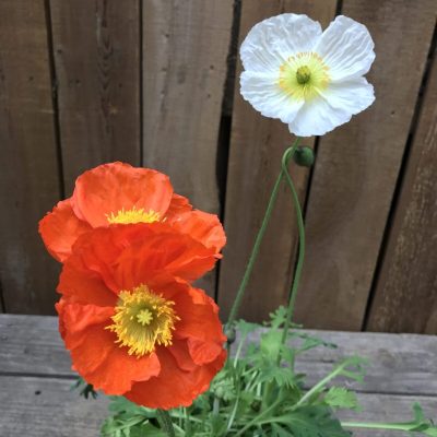 Orange and white poppy perennials | City Floral Garden Center - Denver