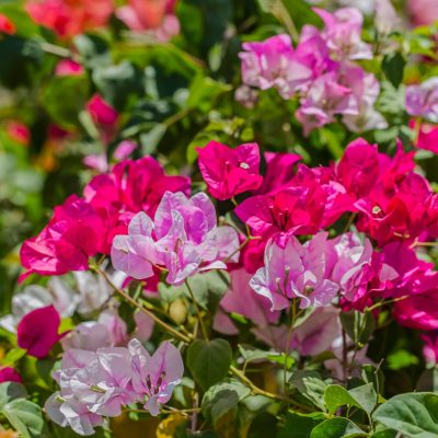 Pink bougainvillea vine | City Floral Garden Center - Denver