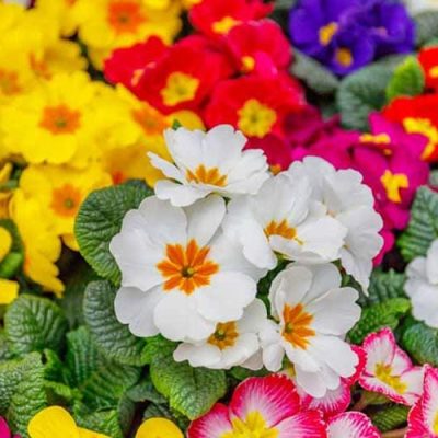 Various Colors of Primrose | City Floral Garden Center | Indoor Blooming