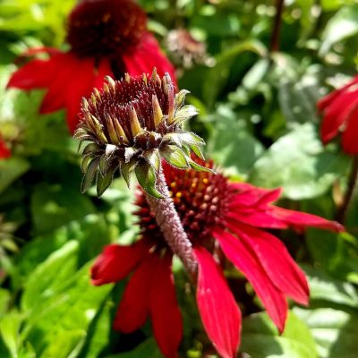 Red Cone Flower | City Floral Garden Center - Denver