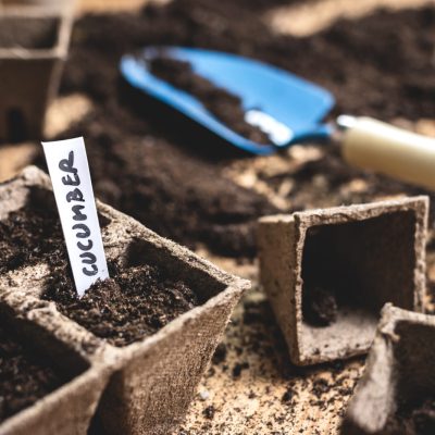 Sowing cucumber seeds into peat pot on table | City Floral Garden Center - Denver